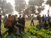 Students watching a live demo of Sweet Clover and Mustard harvesting using an older Italian machine.