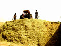 Thumbnail image of the Silage Pit at saJWare Dairies