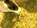 saJWare Dairies cow feeding on a TMR diet