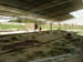 saJWare Dairies Shed #1 roof installation in progress