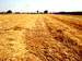 saJWare Dairies conducts a round baling demonstration