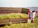 saJWare conducts a silage demonstration