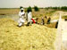 Silage preparation underway for the summer 2007 season