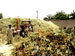 Silage preparation underway for the summer 2007 season