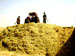 Silage preparation underway for the summer 2007 season