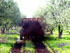 Fimaks Manure Spreader FMGR 3