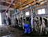 Pipeline Milking System installed in Turkey